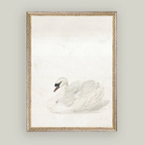 Swan Framed Art