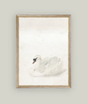 Swan Framed Art
