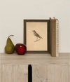 Bird Framed Art