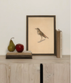 Bird Framed Art
