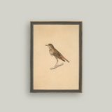 Bird Framed Art