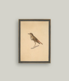 Bird Framed Art