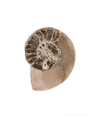 Split Polished Ammonite