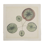 Flora and Fauna Collection
