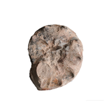 Split Polished Ammonite