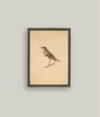 Bird Framed Art