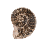 Split Polished Ammonite