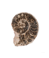 Split Polished Ammonite