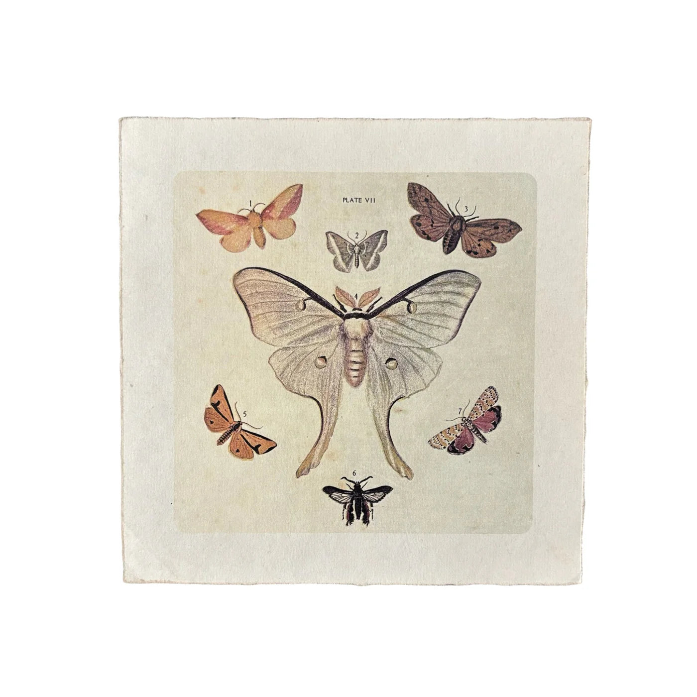 Flora and Fauna Collection
