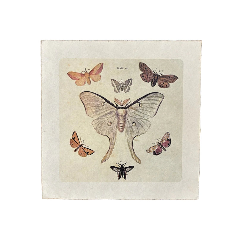 Flora and Fauna Collection