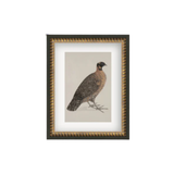 Crimson Horned Pheasant