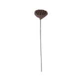 21" Brown Lotus Seed Pod