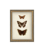 Three Butterflies Framed Art