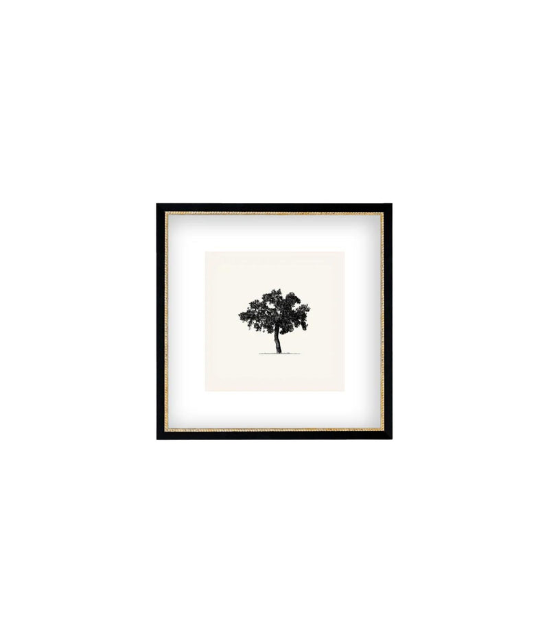 Tree Framed Art