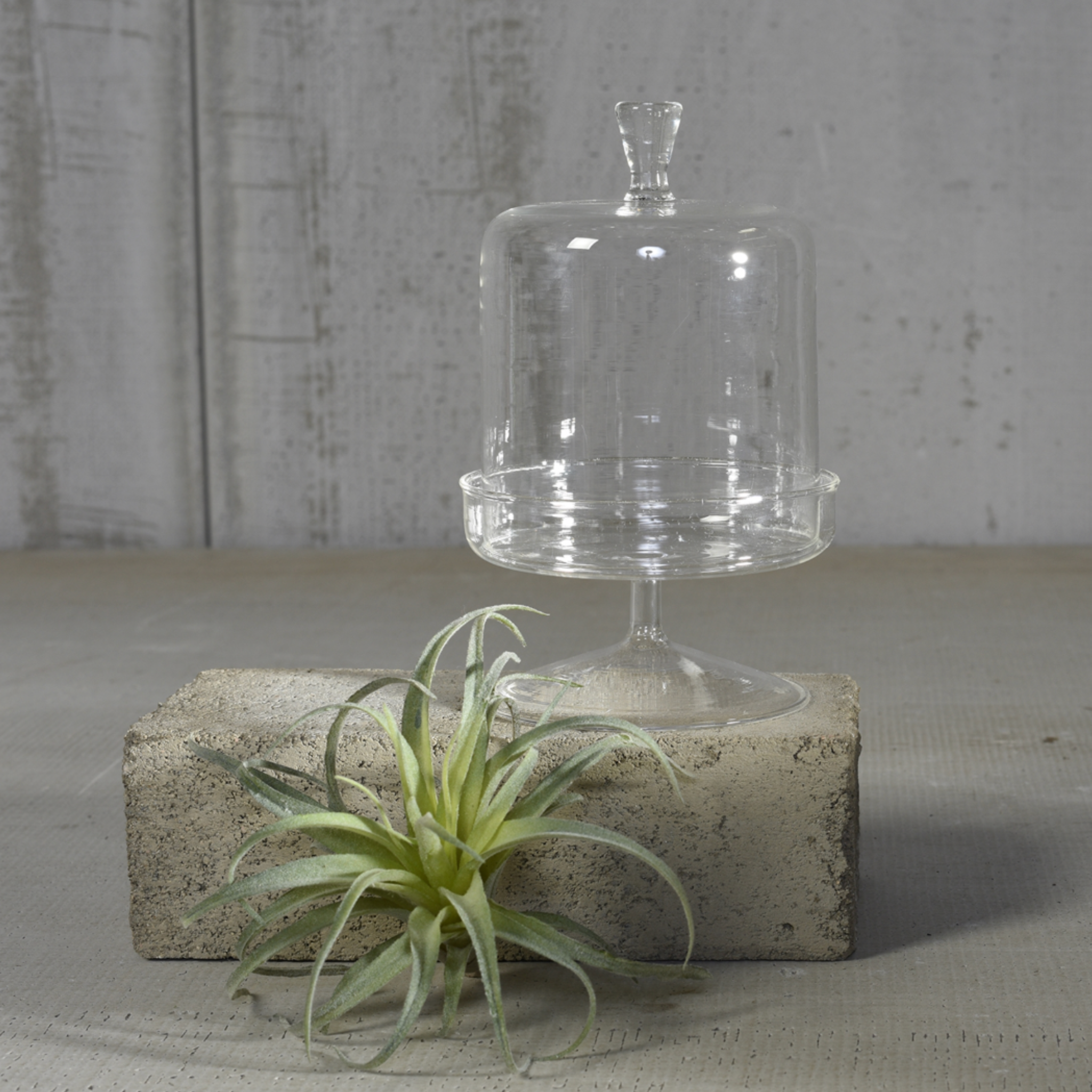 Vera Glass Dome & Pedestal