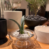 Glass Bowl