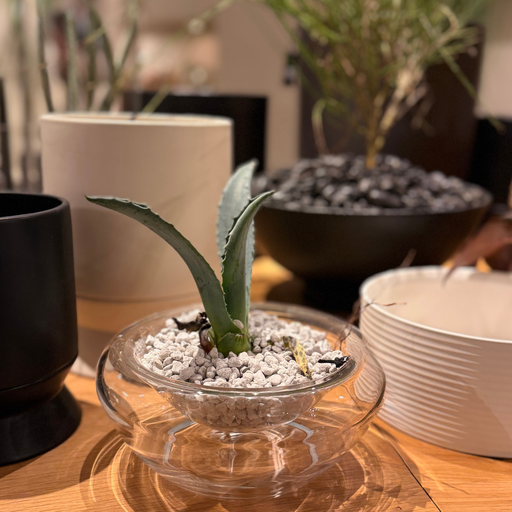 Glass Bowl
