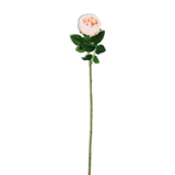 24" Peach Real Touch Austin Rose Stem