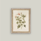 Rosa Framed Artwork