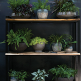 Earthy Pot