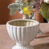 Coronation Compote