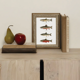 Vintage Trout Artwork