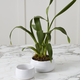 Tegan Bowl