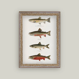 Vintage Trout Artwork