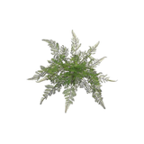 18" Lace Fern Bush
