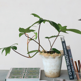 Ruffled Edge Terracotta Planter