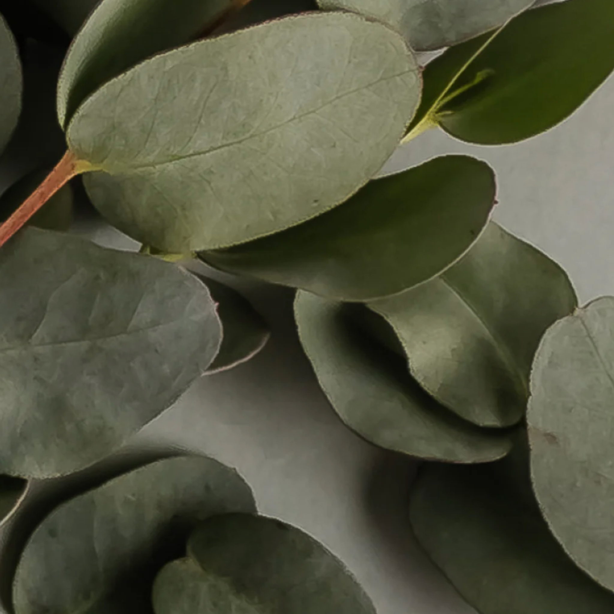 Eucalyptus by Archipelago Pura Smart Vial