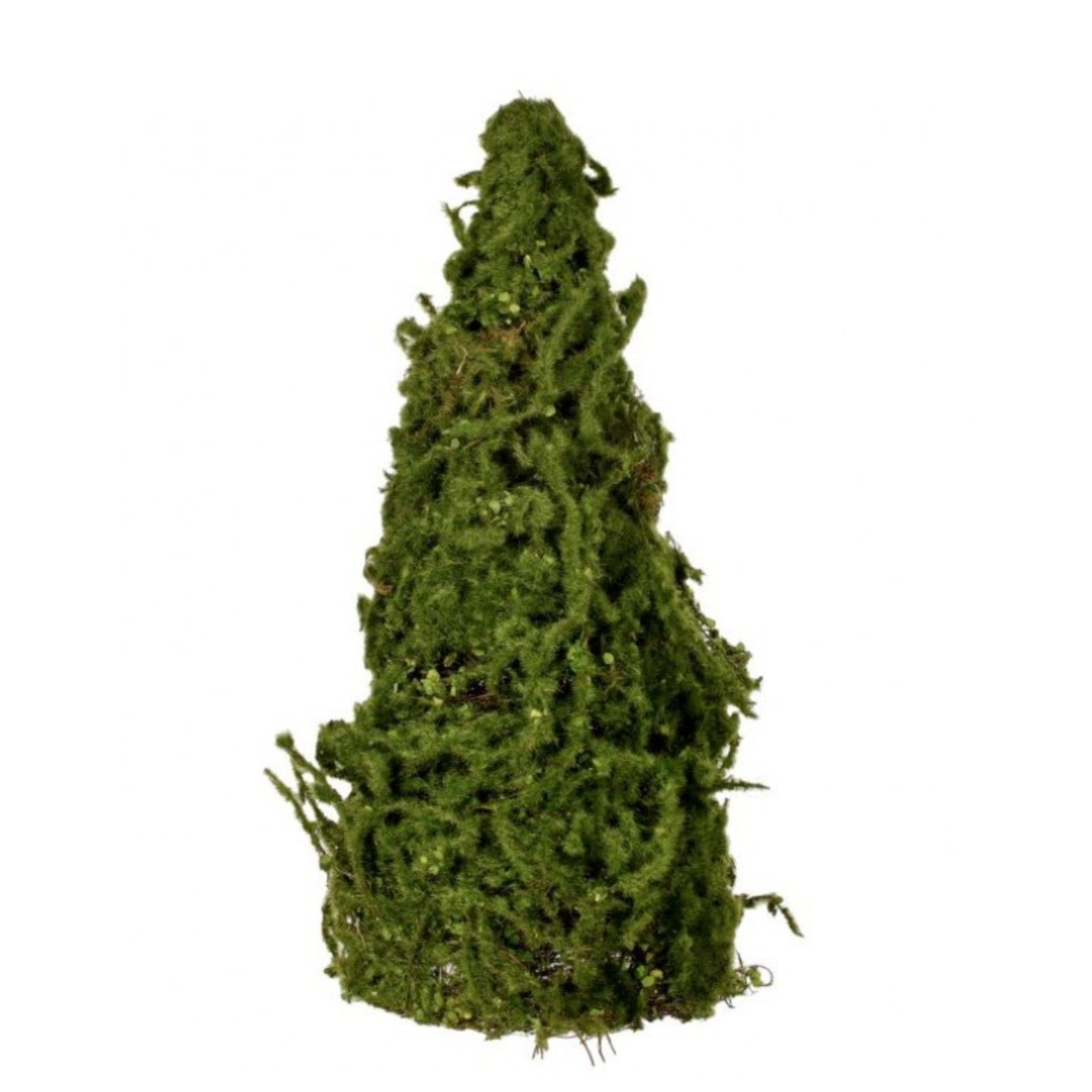 Mossed Cone Tree