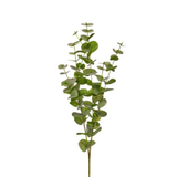 39" California Eucalyptus Branch