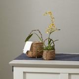 Briarwood Basket