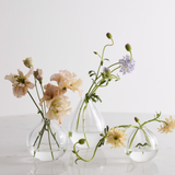Viola Budvase