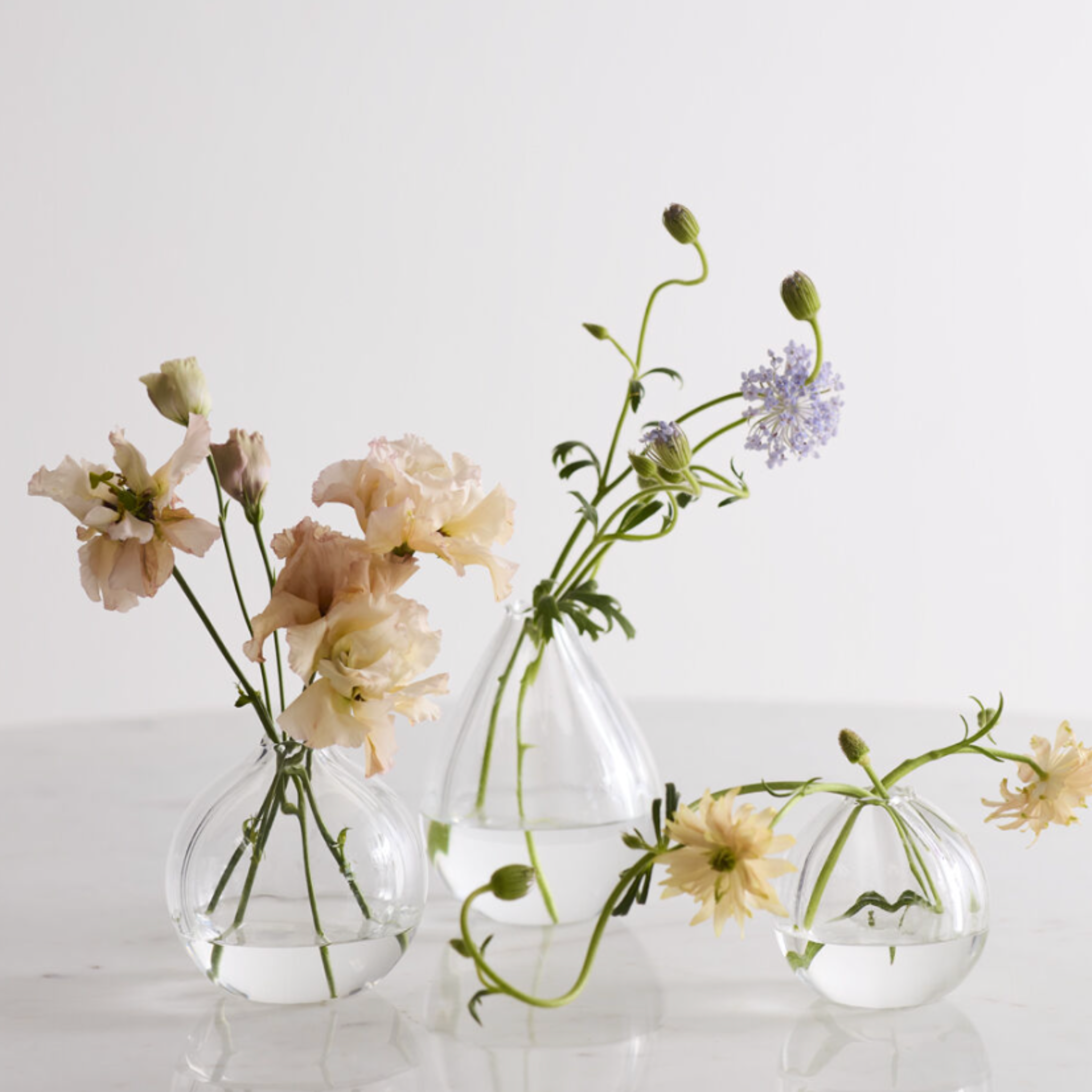 Viola Budvase