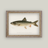 Lake Trout Artwork