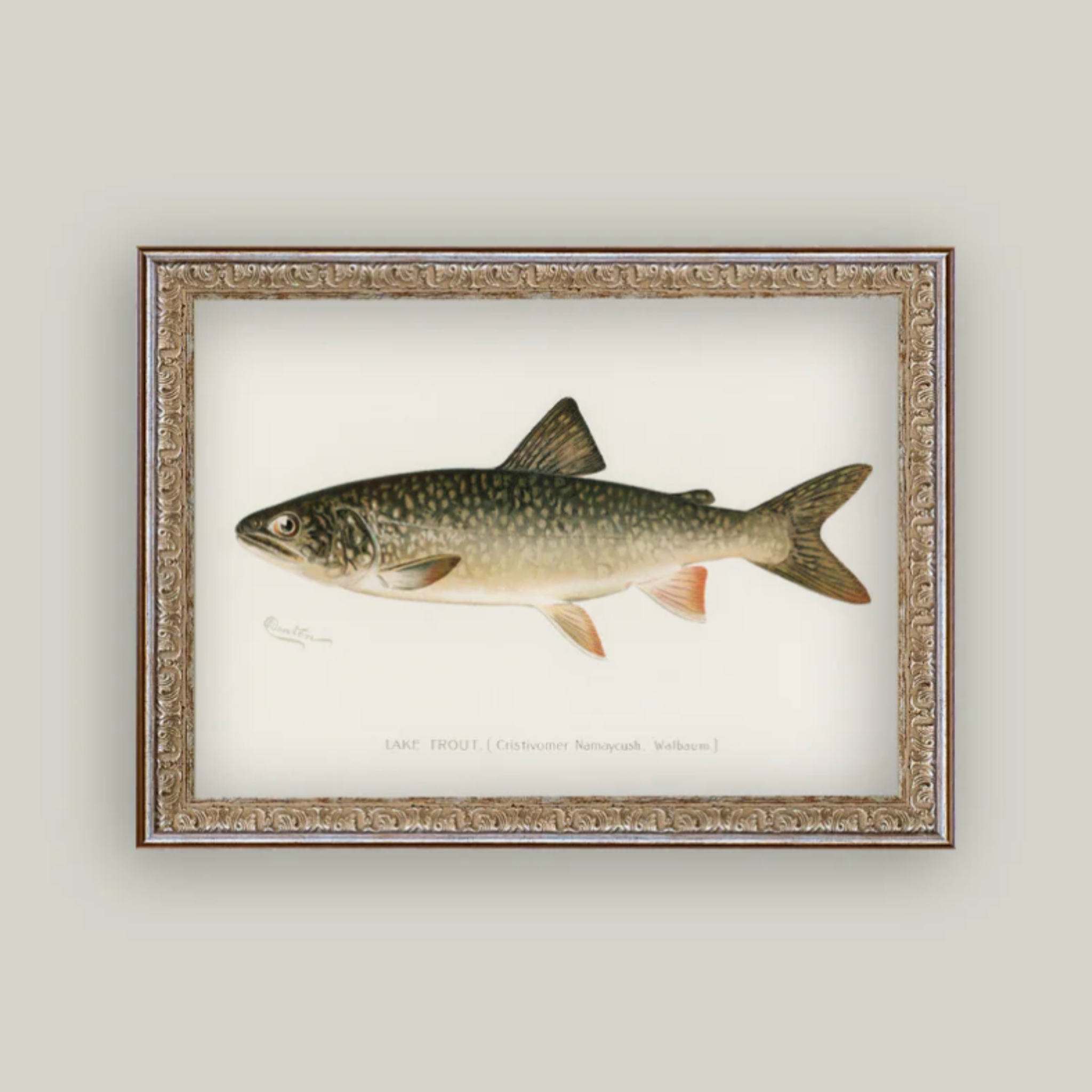 Lake Trout Artwork