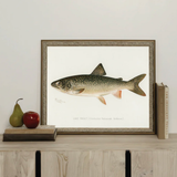 Lake Trout Artwork