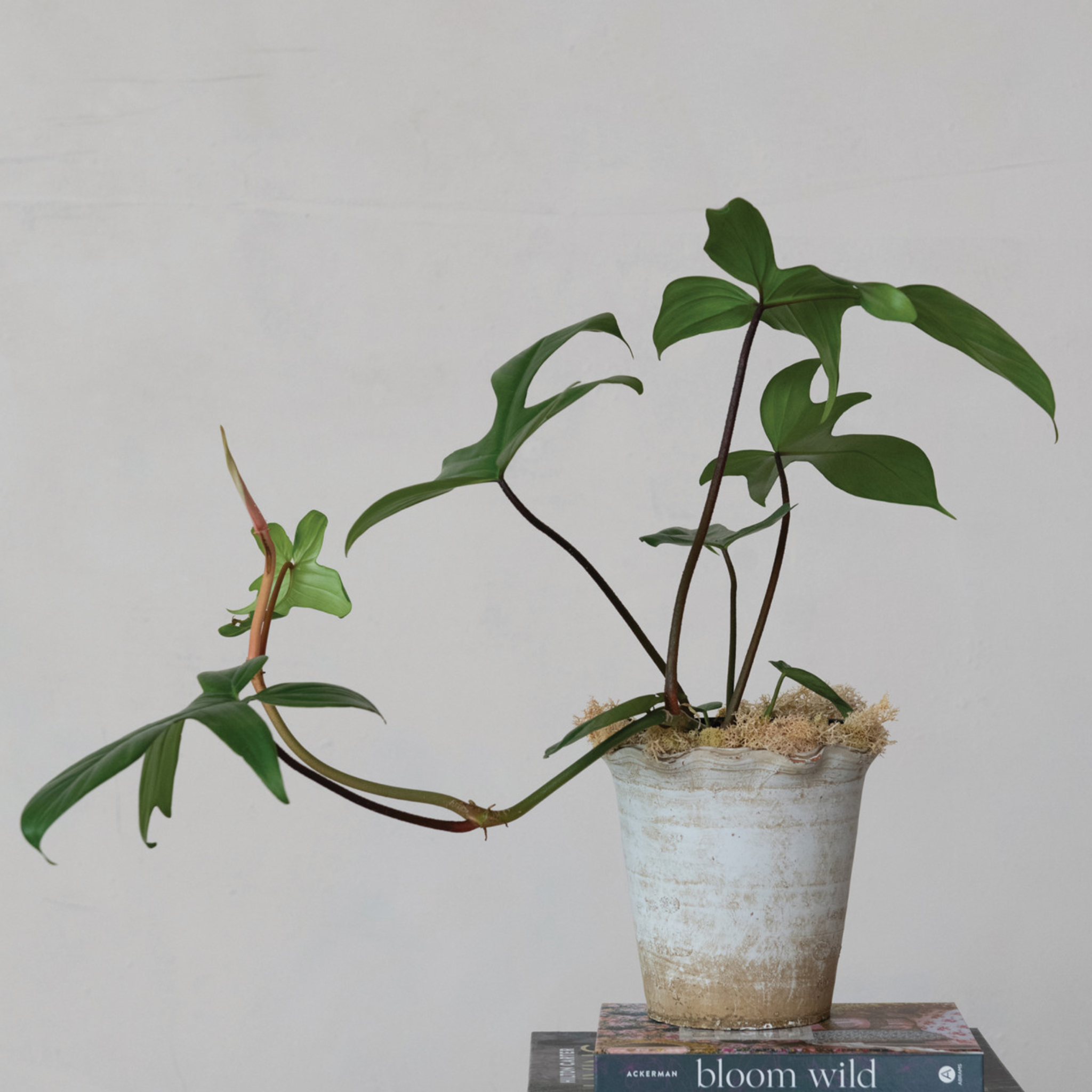Ruffled Edge Terracotta Planter