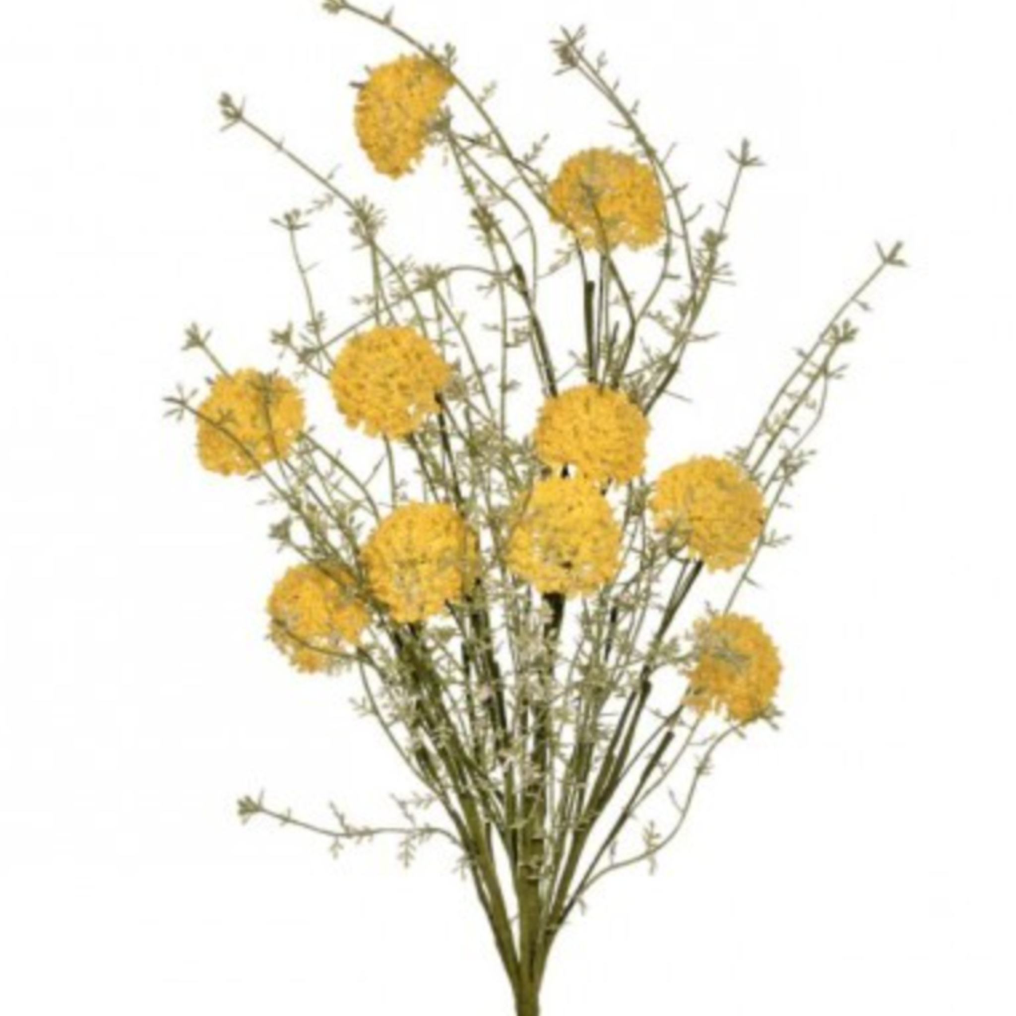 24" Wild Allium Bush