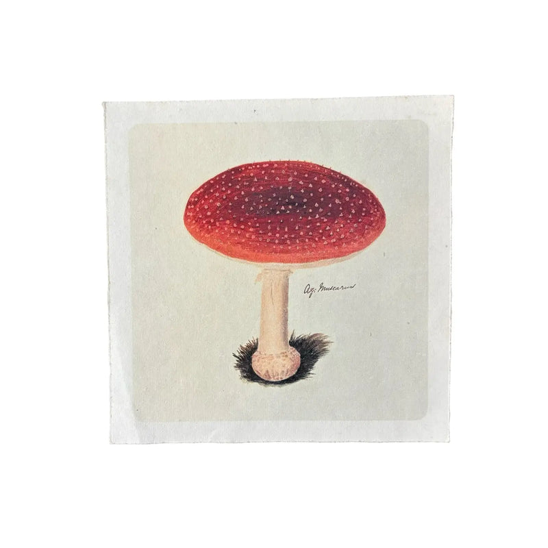 8" x 8" Classic Shroom - Flora and Fauna Collection