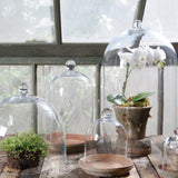Small Glass Cloche